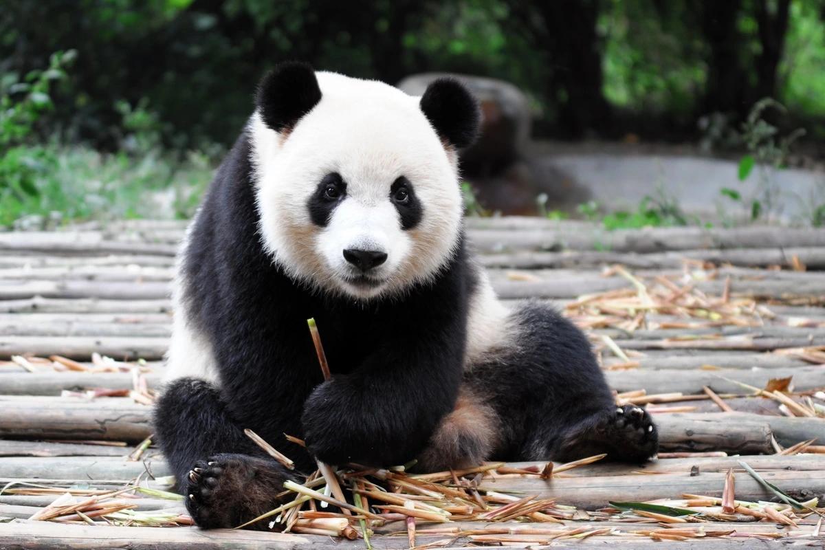 Chengdu
