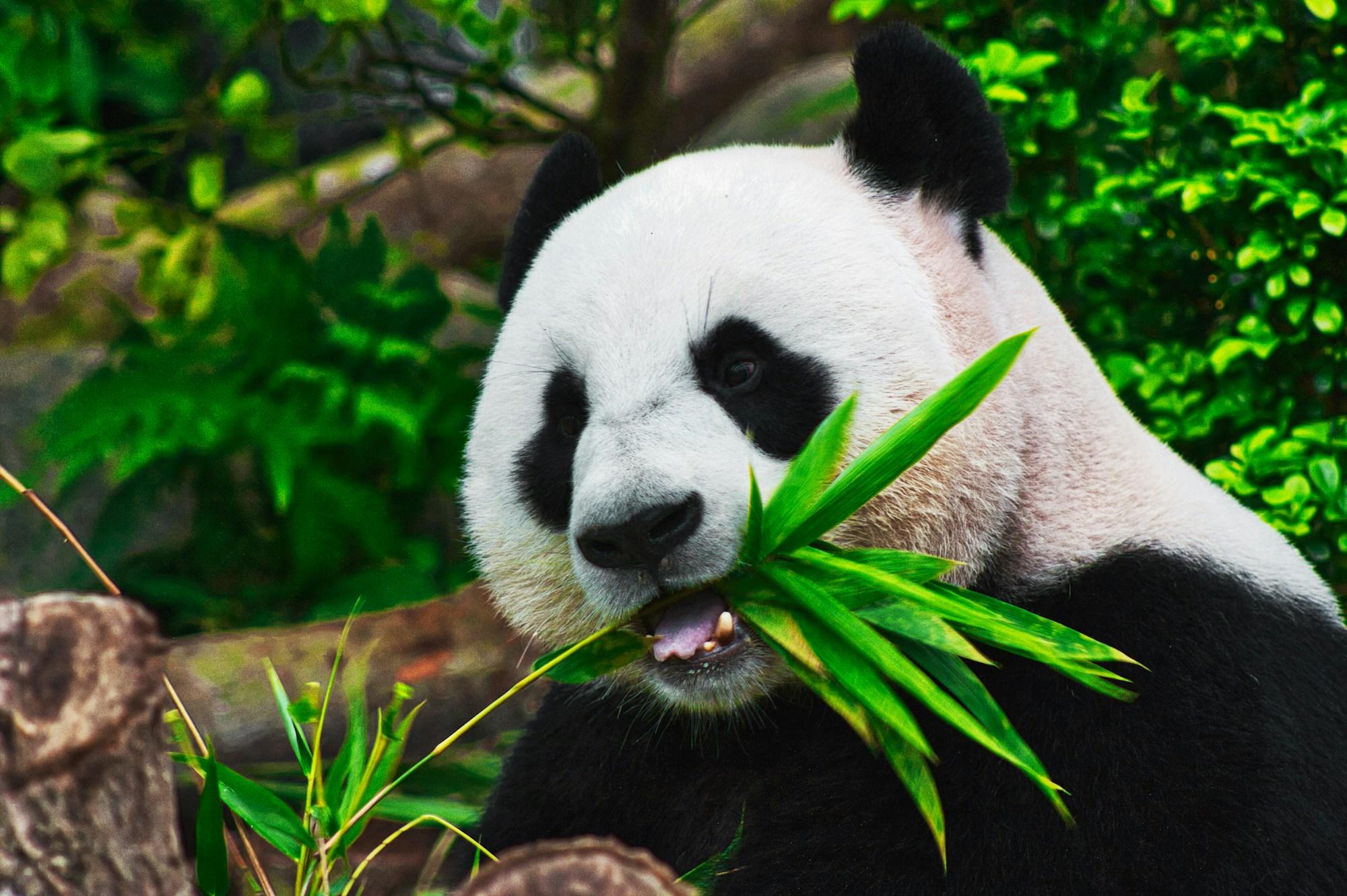 Giant Pandas in Chengdu: A Complete Guide