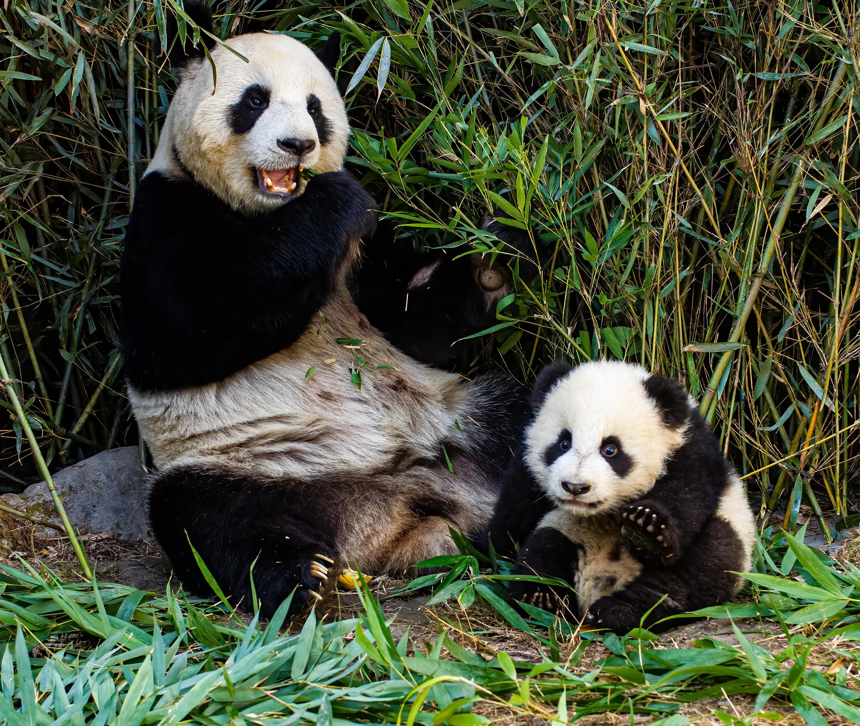 China Stopover — Chengdu (3 Days)